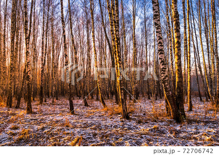 Sunset or sunrise in a birch grove with the first winter snow. Rows of birch trunks. Sunset or sunrise in a birch grove with the first winter snow. Rows of birch trunks. 72706742