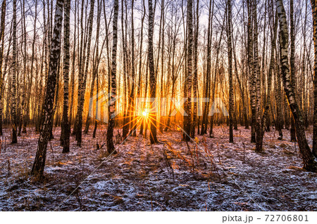 Sunset or sunrise in a birch grove with the first winter snow. Rows of birch trunks with the sun's rays passing through them. 72706801