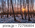 Sunset or sunrise in a birch grove with the first winter snow. Rows of birch trunks with the sun's rays passing through them. 72706804