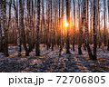 Sunset or sunrise in a birch grove with the first winter snow. Rows of birch trunks with the sun's rays passing through them. 72706805