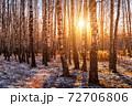 Sunset or sunrise in a birch grove with the first winter snow. Rows of birch trunks with the sun's rays passing through them. 72706806