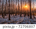 Sunset or sunrise in a birch grove with the first winter snow. Rows of birch trunks with the sun's rays passing through them. 72706807