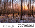 Sunset or sunrise in a birch grove with the first winter snow. Rows of birch trunks with the sun's rays passing through them. 72706808