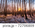 Sunset or sunrise in a birch grove with the first winter snow. Rows of birch trunks with the sun's rays passing through them. 72706809