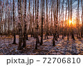 Sunset or sunrise in a birch grove with the first winter snow. Rows of birch trunks with the sun's rays passing through them. 72706810