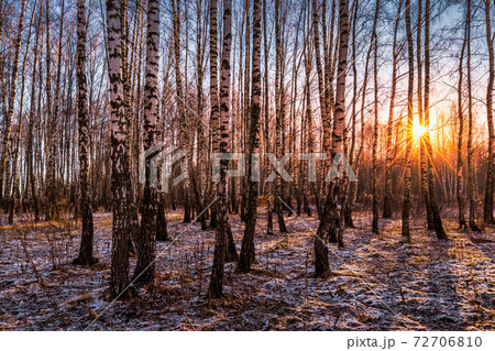 Sunset or sunrise in a birch grove with the first winter snow. Rows of birch trunks with the sun's rays passing through them. 72706810