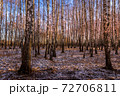 Sunset or sunrise in a birch grove with the first winter snow. Rows of birch trunks. 72706811