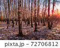 Sunset or sunrise in a birch grove with the first winter snow. Rows of birch trunks with the sun's rays passing through them. 72706812