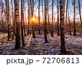 Sunset or sunrise in a birch grove with the first winter snow. Rows of birch trunks with the sun's rays passing through them. 72706813