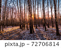 Sunset or sunrise in a birch grove with the first winter snow. Rows of birch trunks with the sun's rays passing through them. 72706814