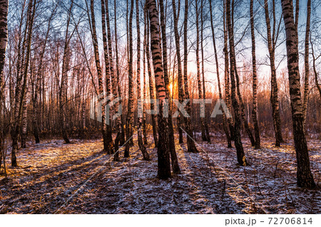 Sunset or sunrise in a birch grove with the first winter snow. Rows of birch trunks with the sun's rays passing through them. 72706814