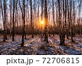 Sunset or sunrise in a birch grove with the first winter snow. Rows of birch trunks with the sun's rays passing through them. 72706815