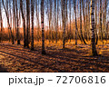 Sunset or sunrise in a birch grove with the first winter snow. Rows of birch trunks with the sun's rays passing through them. 72706816
