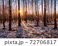 Sunset or sunrise in a birch grove with the first winter snow. Rows of birch trunks with the sun's rays passing through them. 72706817