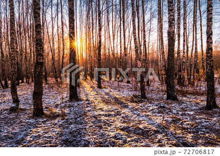 Sunset or sunrise in a birch grove with the first winter snow. Rows of birch trunks with the sun's rays passing through them. Sunset or sunrise in a birch grove with the first winter snow. Rows of birch trunks with the sun's rays passing through them. 72706817