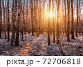 Sunset or sunrise in a birch grove with the first winter snow. Rows of birch trunks with the sun's rays passing through them. 72706818