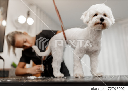 cropped shot of a young blonde pet beautician and white purebred bichon. Grooming of white dog. cropped shot of a young blonde pet beautician and white purebred bichon. Grooming of white dog. 72707002