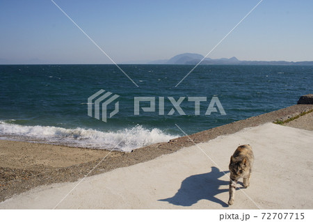 湯島の猫 72707715
