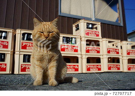 湯島の猫 72707717