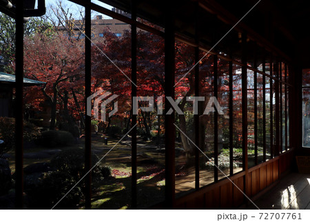 ＜東京都＞旧朝倉家のモミジ 72707761