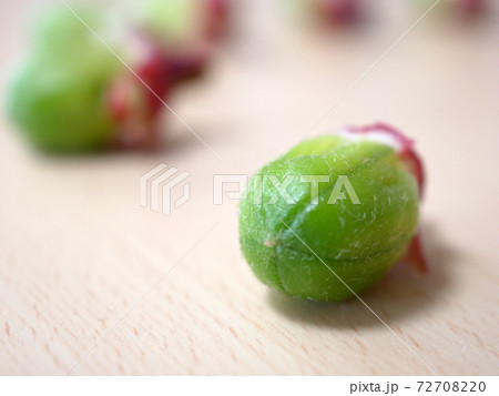 ローゼル(ハイビスカスティーの原料)の種 72708220