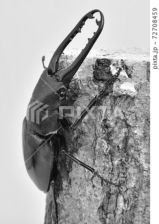 ギラファノコギリクワガタ ギラファノコギリクワガタ 72708459