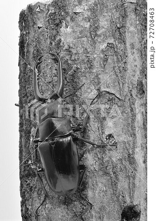 ギラファノコギリクワガタ ギラファノコギリクワガタ 72708463