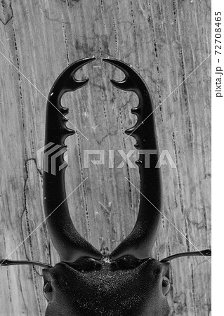 ギラファノコギリクワガタ ギラファノコギリクワガタ 72708465