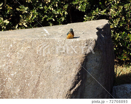 湖岸の上の綺麗な鳥は留鳥のカワセミ 72708893