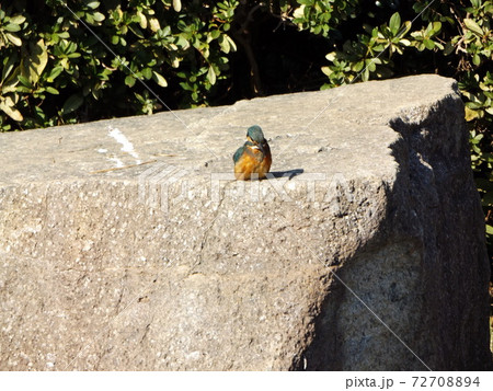 湖岸の上の綺麗な鳥は留鳥のカワセミ 湖岸の上の綺麗な鳥は留鳥のカワセミ 72708894