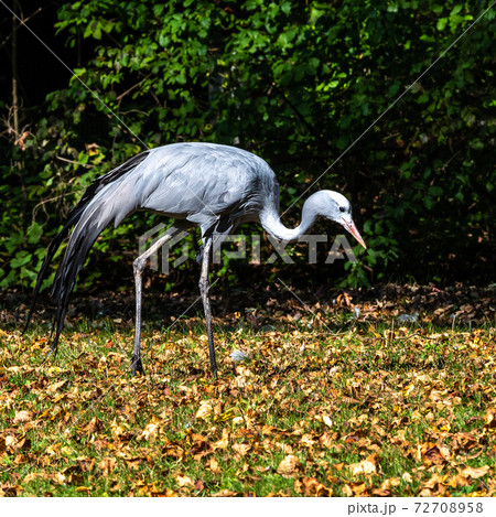The Blue Crane, Grus paradisea, is an endangered bird 72708958