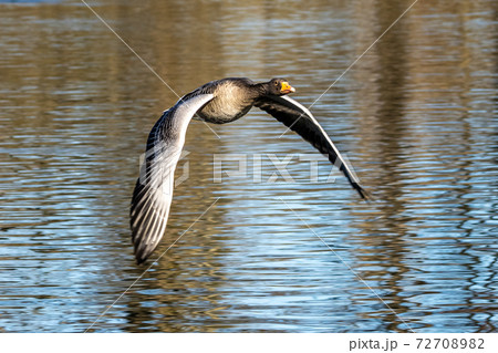 The flying greylag goose, Anser anser is a species of large goose 72708982