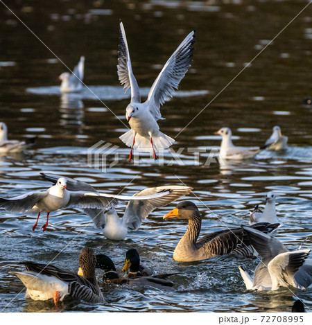 The European Herring Gull, Larus argentatus is a large gull The European Herring Gull, Larus argentatus is a large gull 72708995