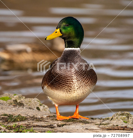 Wild duck or mallard, Anas platyrhynchos swimming in a lake 72708997