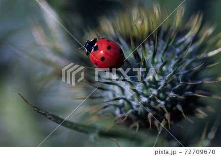 Close up red lady bug on a thistle Close up red lady bug on a thistle 72709670