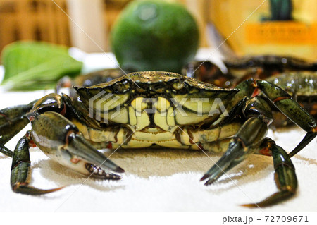 Close up alive crab on the table with white wine and avocado 72709671