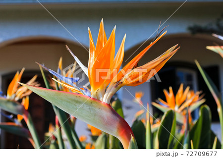 Close up Strelitzia flower, bird of paradise flower Close up Strelitzia flower, bird of paradise flower 72709677