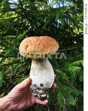 Hand holding big fresh edible boletus edulis Hand holding big fresh edible boletus edulis 72709678