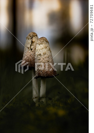 Two edible coprinus comatus on dark sunset background 72709681