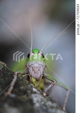 Close up grasshoper face on light grey background Close up grasshoper face on light grey background 72709684