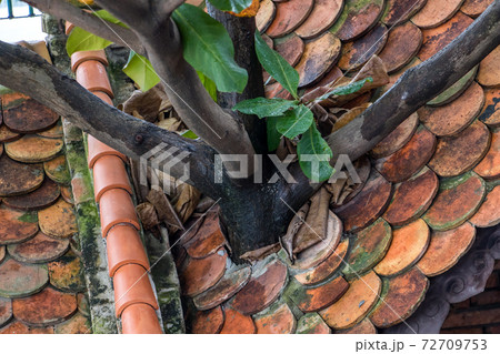 The tree grows through the roof of red tiles. The tree grows through the roof of red tiles. 72709753