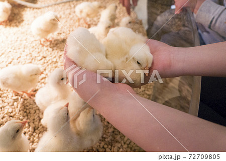 動物とふれあえるカフェのひよこの写真素材 [72709805] - PIXTA
