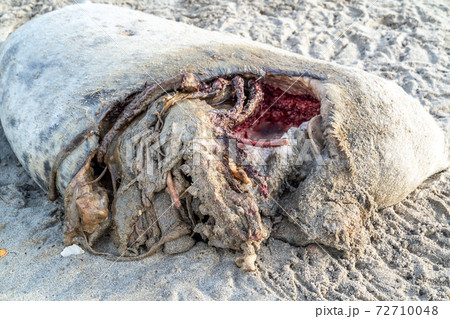 Dead seal carcass washed up at Narin Beach in Portnoo - County Donegal, Ireland Dead seal carcass washed up at Narin Beach in Portnoo - County Donegal, Ireland 72710048
