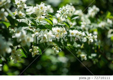 Beautiful blooming jasmine branch with white flowers. 72710111
