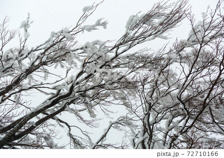 Branches of a snow-covered, icy tree. Branches of a snow-covered, icy tree. 72710166