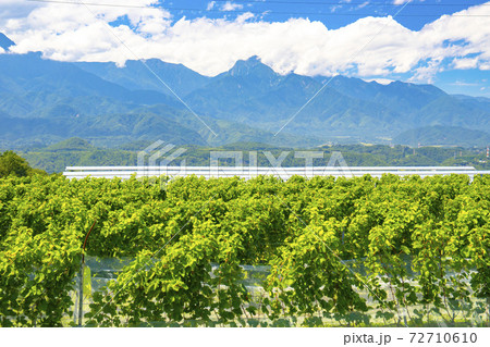 【山梨県】南アルプスと垣根造りのブドウ畑 72710610
