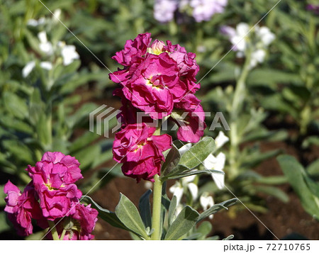 晩秋の房総の代表花ストックの赤色の花の写真素材