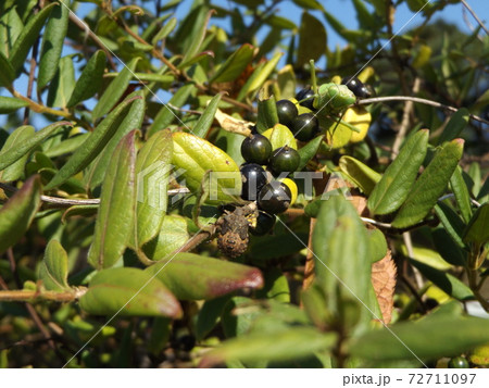 この黒色の実はつる性植物はのハーデンベルギアの実 この黒色の実はつる性植物はのハーデンベルギアの実 72711097