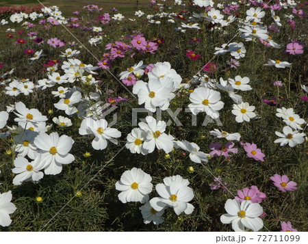 秋の花コスモスの白と桃色の花 秋の花コスモスの白と桃色の花 72711099