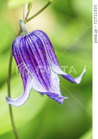 Purple bell flower on bright green background, vertical composition 72711505